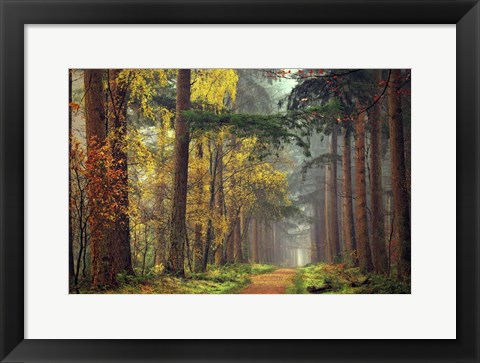 Framed Colors of the Forest Print