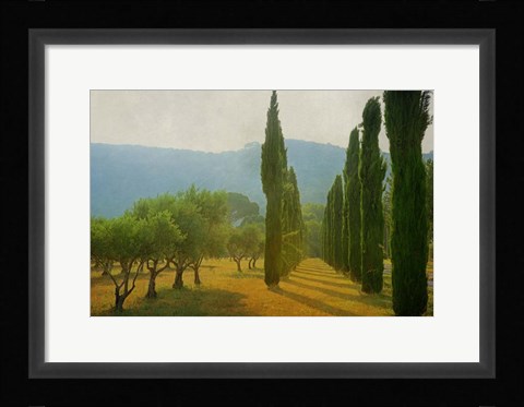 Framed Cypress Shadows Print