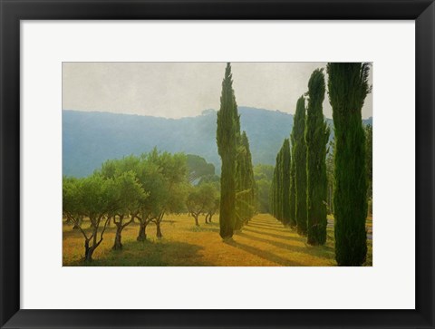 Framed Cypress Shadows Print