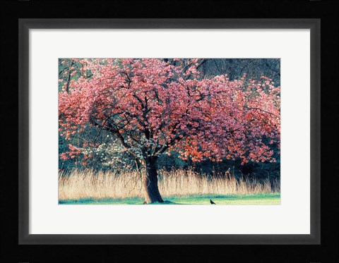 Framed Me and My Tree Print