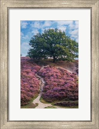 Framed Purple Heath Print