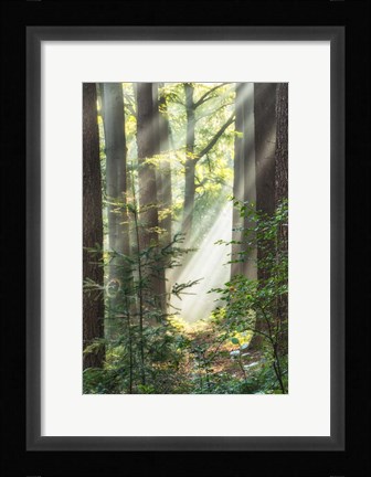 Framed Sunbeam and Spiderweb Print