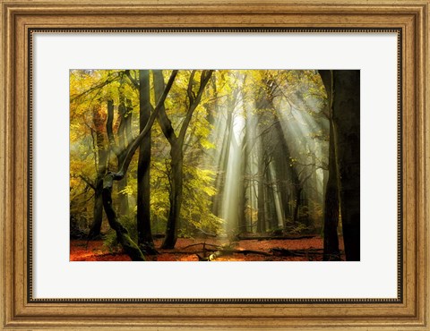 Framed Yellow Leaves Rays Print