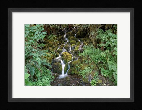 Framed Fern Waterfall Print