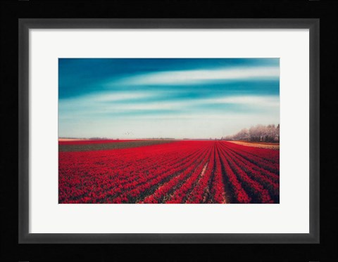 Framed Tulips Print