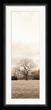 Framed Chestnut Tree Print