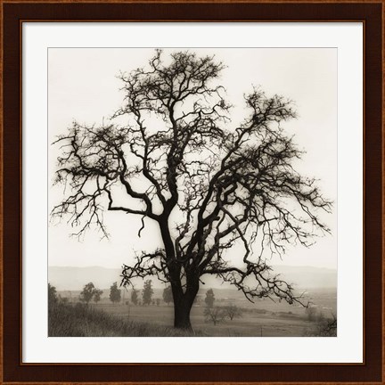 Framed Country Oak Tree Print
