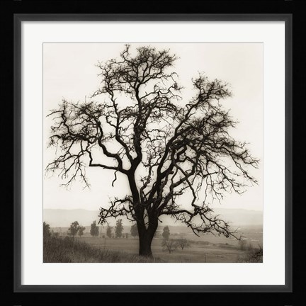 Framed Country Oak Tree Print