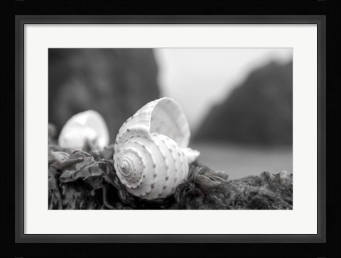 Framed Crescent Beach Shells 1 Print