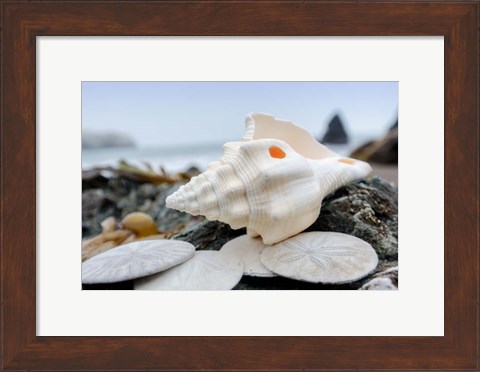 Framed Crescent Beach Shells 11 Print