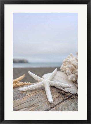 Framed Crescent Beach Shells 14 Print