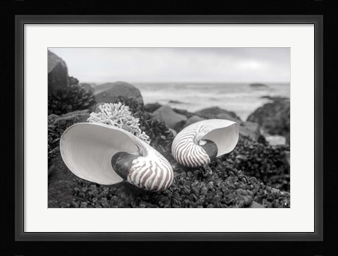 Framed Crescent Beach Shells 2 Print