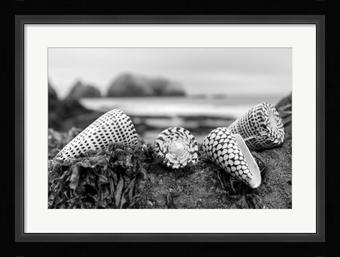 Framed Crescent Beach Shells 3 Print