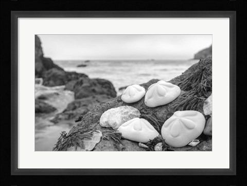 Framed Crescent Beach Shells 4 Print