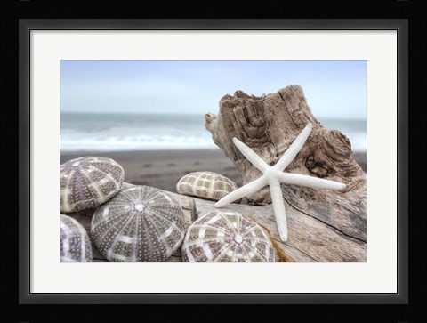Framed Crescent Beach Shells 5 Print