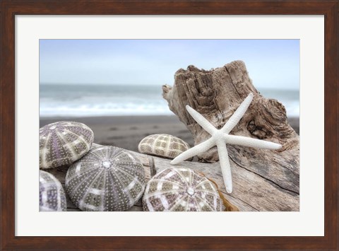 Framed Crescent Beach Shells 5 Print
