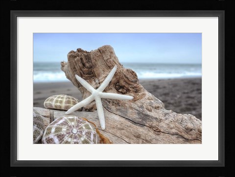 Framed Crescent Beach Shells 6 Print