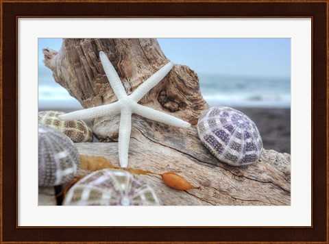 Framed Crescent Beach Shells 7 Print