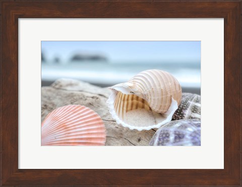 Framed Crescent Beach Shells 9 Print