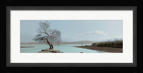 Framed Lagoon Oak Tree Print