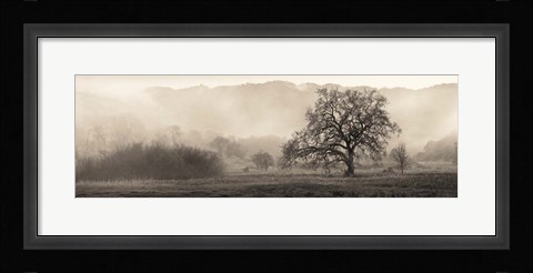 Framed Meadow Oak Tree Print