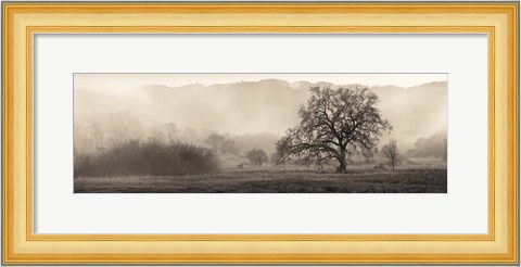 Framed Meadow Oak Tree Print