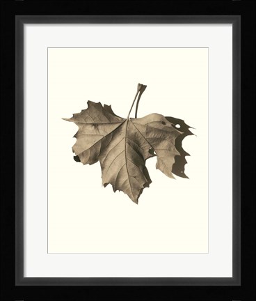 Framed Norway Maple Print