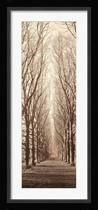 Framed Poplar Trees Print