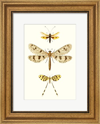 Framed Entomology Series I Print