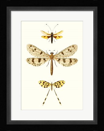 Framed Entomology Series I Print