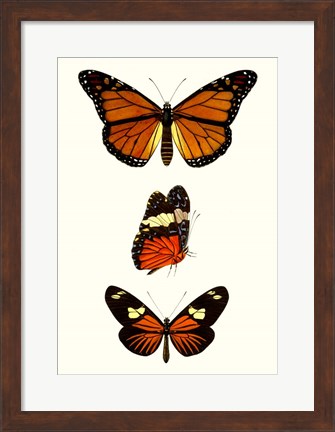 Framed Entomology Series II Print