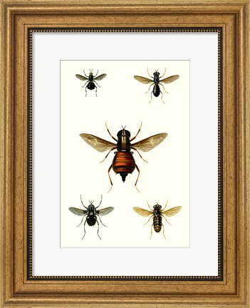 Framed Entomology Series III Print