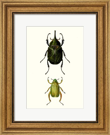Framed Entomology Series IV Print