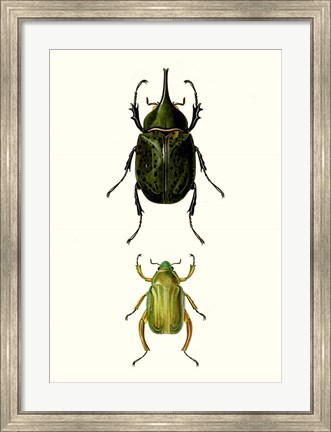 Framed Entomology Series IV Print