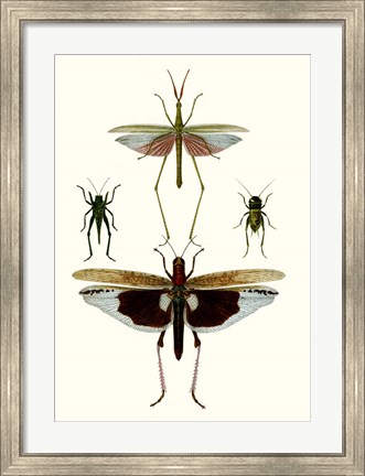 Framed Entomology Series VI Print