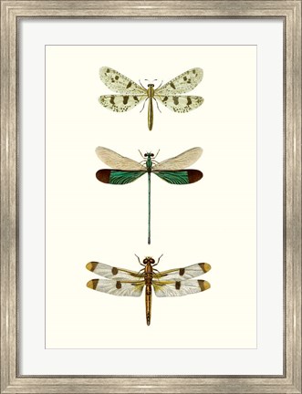 Framed Entomology Series VII Print