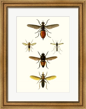 Framed Entomology Series IX Print
