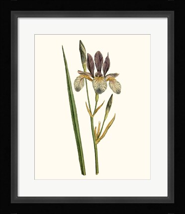 Framed Antique Iris I Print