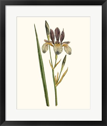 Framed Antique Iris I Print
