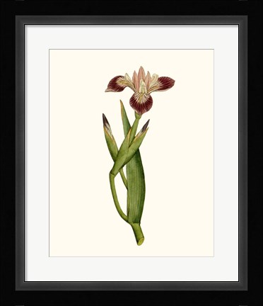 Framed Antique Iris II Print