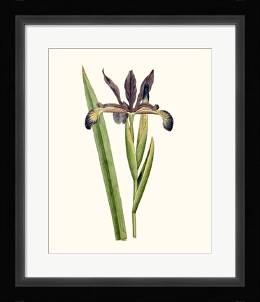 Framed Antique Iris III Print
