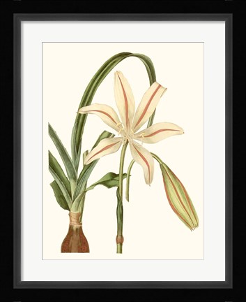 Framed Antique Amaryllis I Print