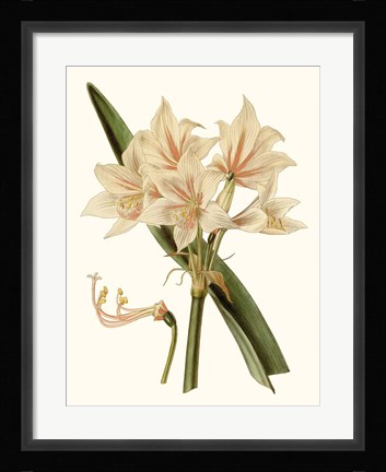 Framed Antique Amaryllis II Print