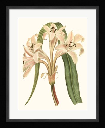 Framed Antique Amaryllis III Print