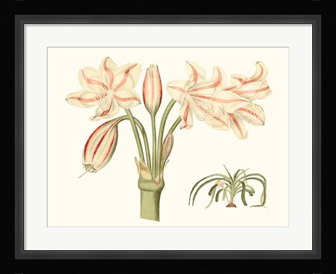 Framed Antique Amaryllis V Print