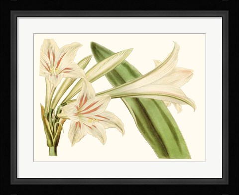 Framed Antique Amaryllis VI Print