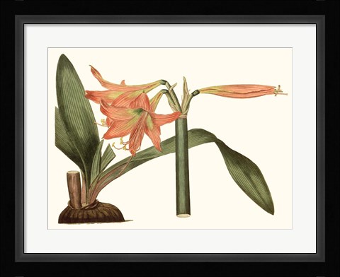 Framed Antique Amaryllis VII Print
