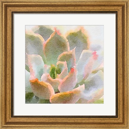 Framed Succulente XI Print