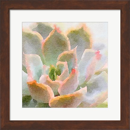 Framed Succulente XI Print