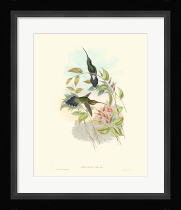 Framed Hummingbird Delight I Print